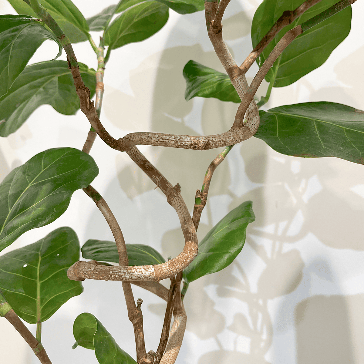 【シーグレープ】中型|観葉植物