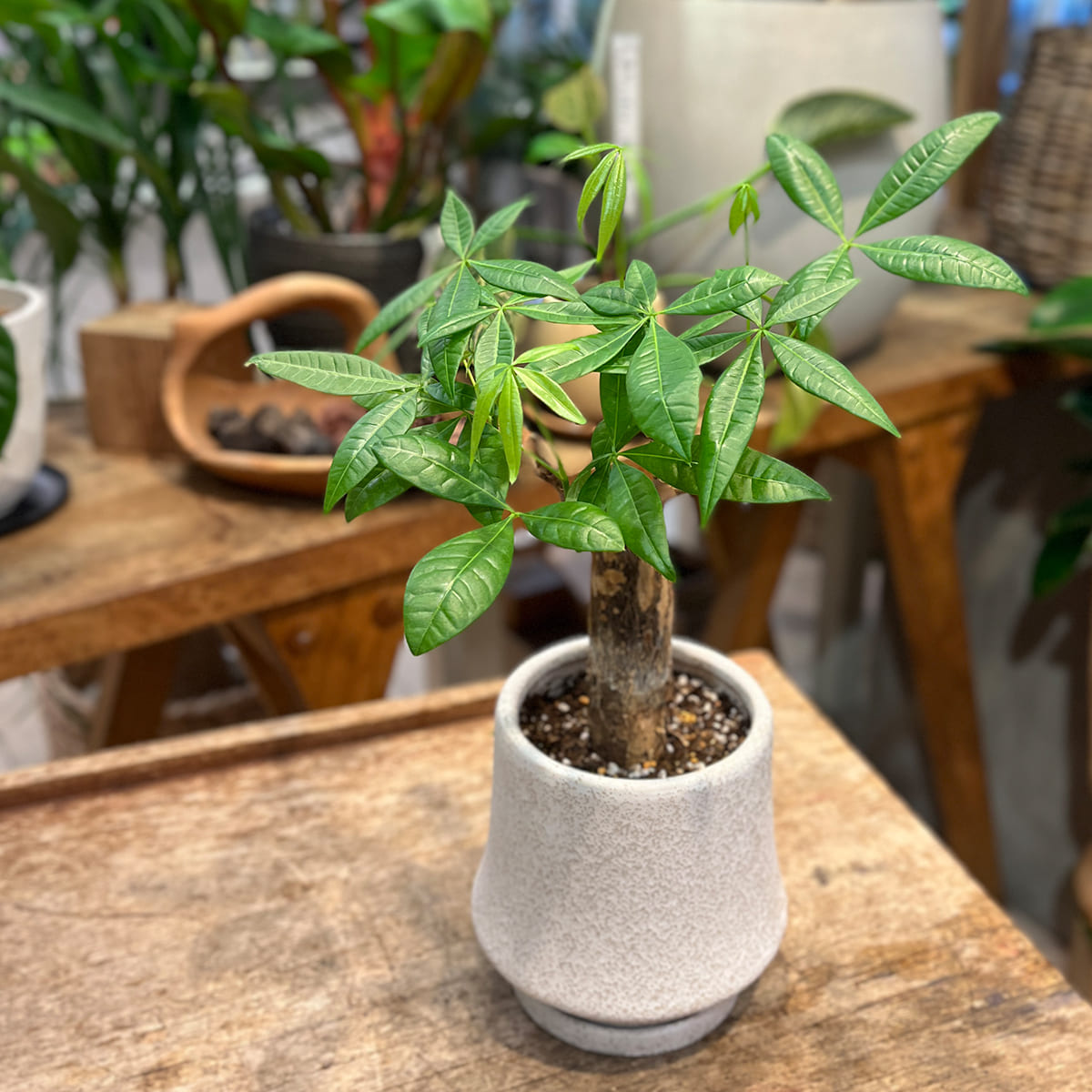 Zamia florida 03, small size | Houseplant (with ceramic pot) - carefully selected by buyers - Okinawan houseplants