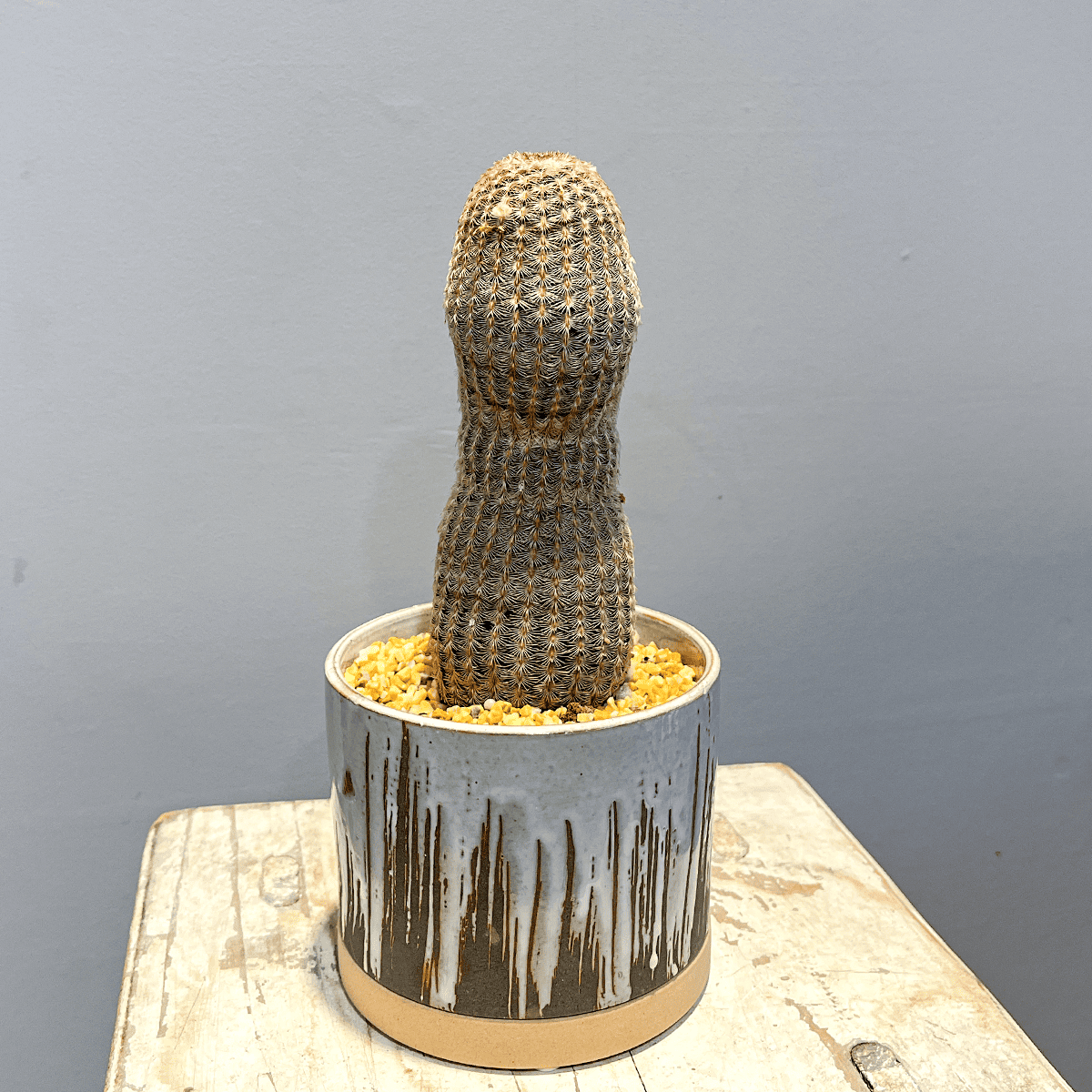 サボテン・紫紅太陽】観葉植物（陶器製鉢付き） – hanna