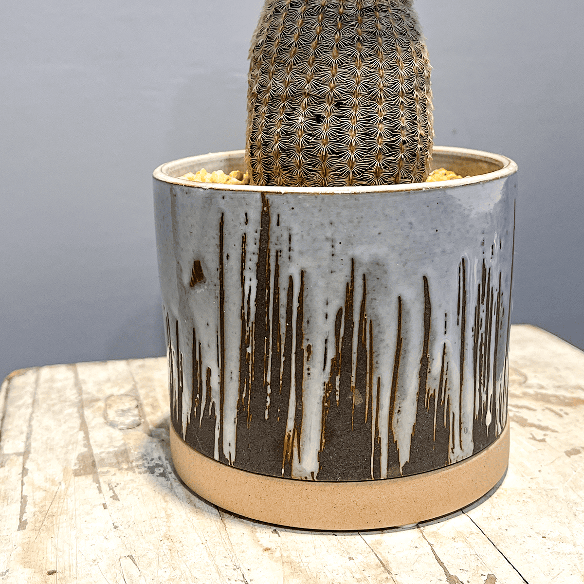 【サボテン・紫紅太陽】観葉植物(陶器製鉢付き)