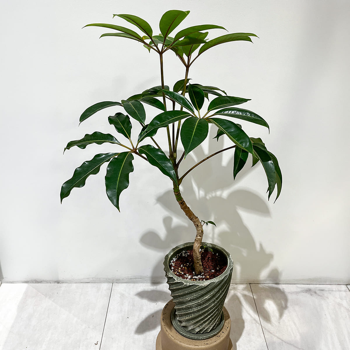 ツピタンサス】陶器鉢付き 観葉植物の通販サイト – hanna