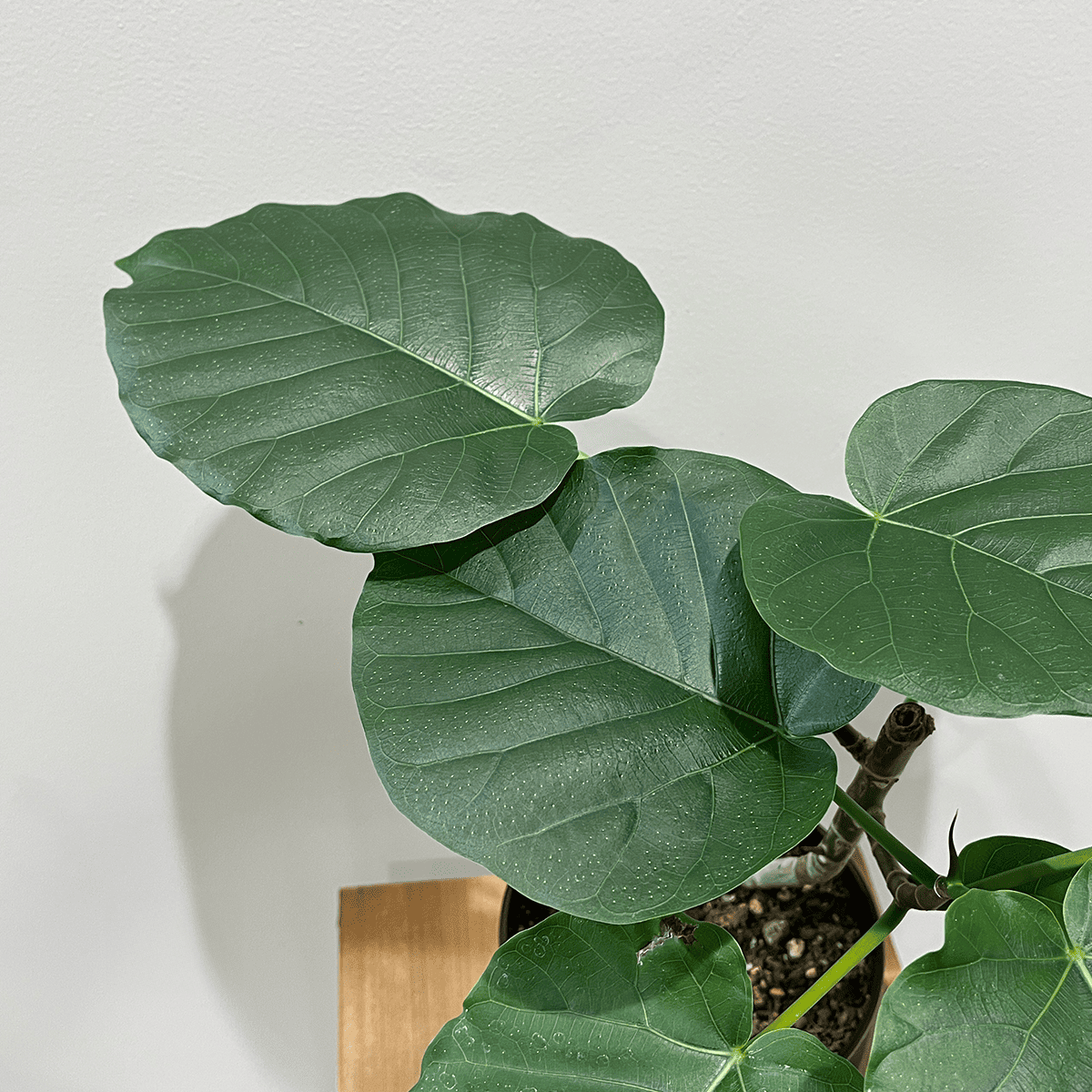 【すごい曲がり!フィカス ウンベラータ】観葉植物(陶器鉢付き)