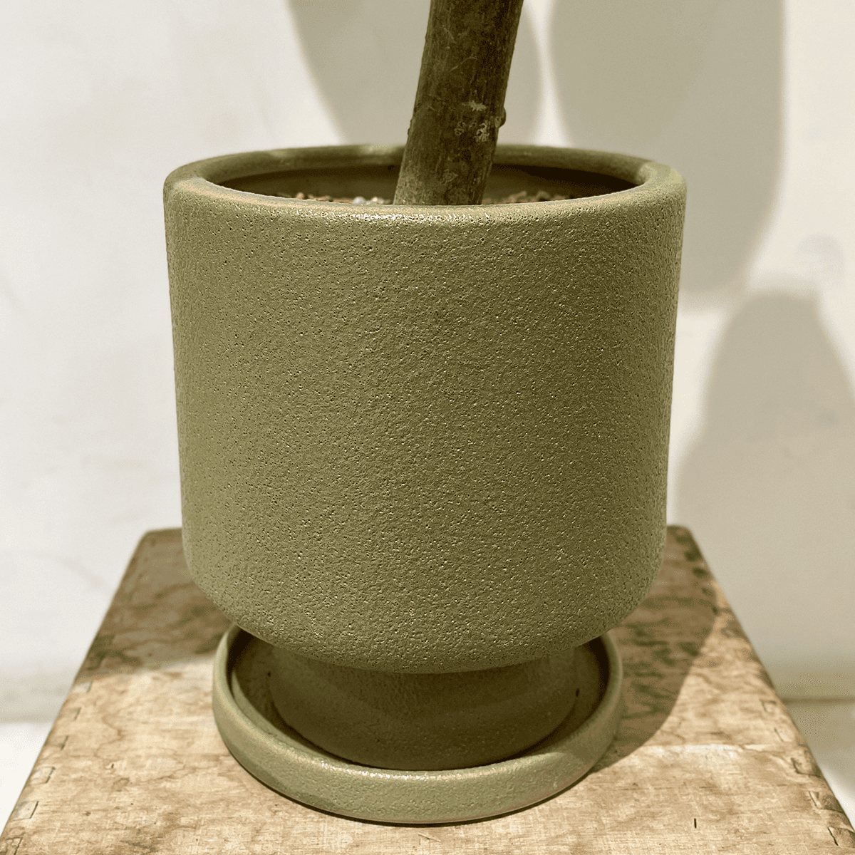 【ウンベラータ】中型|観葉植物 (陶器鉢付)