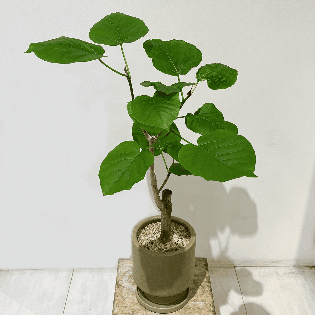ウンベラータ】中型｜観葉植物 (陶器鉢付) – hanna