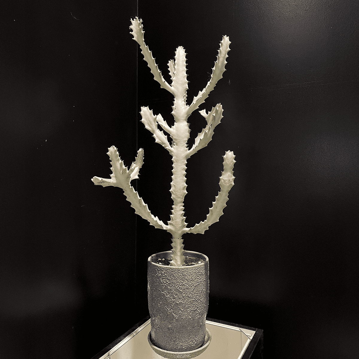 ユーフォルビア・ホワイトゴースト】観葉植物（陶器製鉢付き） – hanna