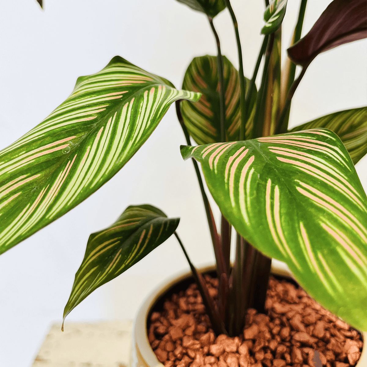 【カラテア・ホワイトスター】陶器鉢入り|観葉植物