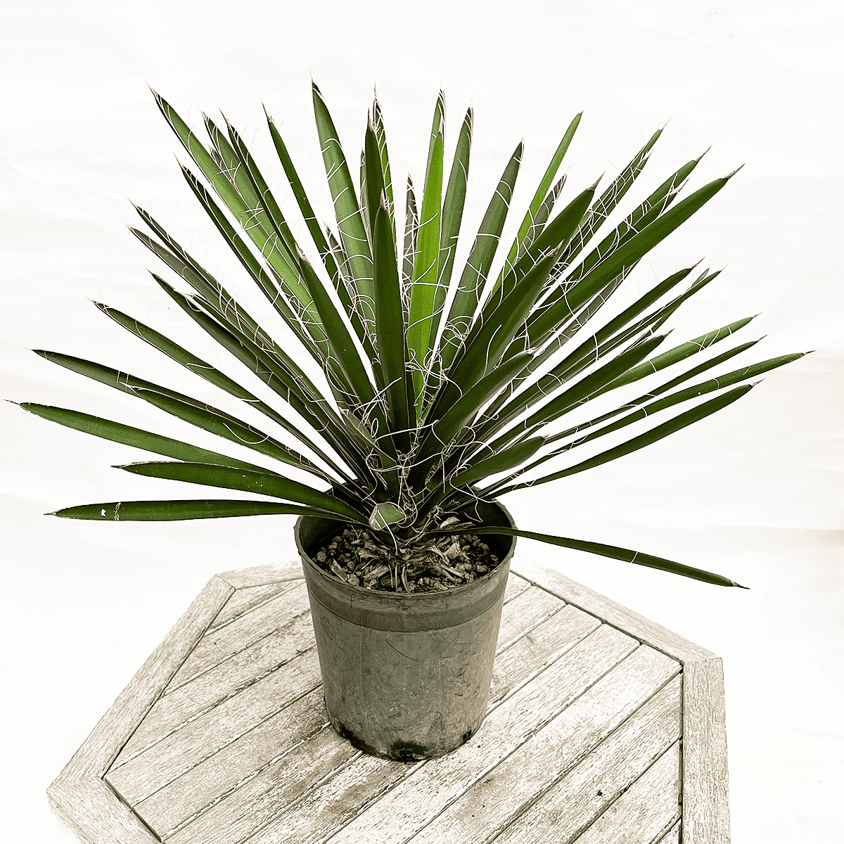現品】幹立ち!ユッカ・フィリフェラ(Yucca filifera)13号 あM Yucca 現品】幹立ち!ユッカ・フィリフェラ(Yucca filifera)13号 あM Yucca