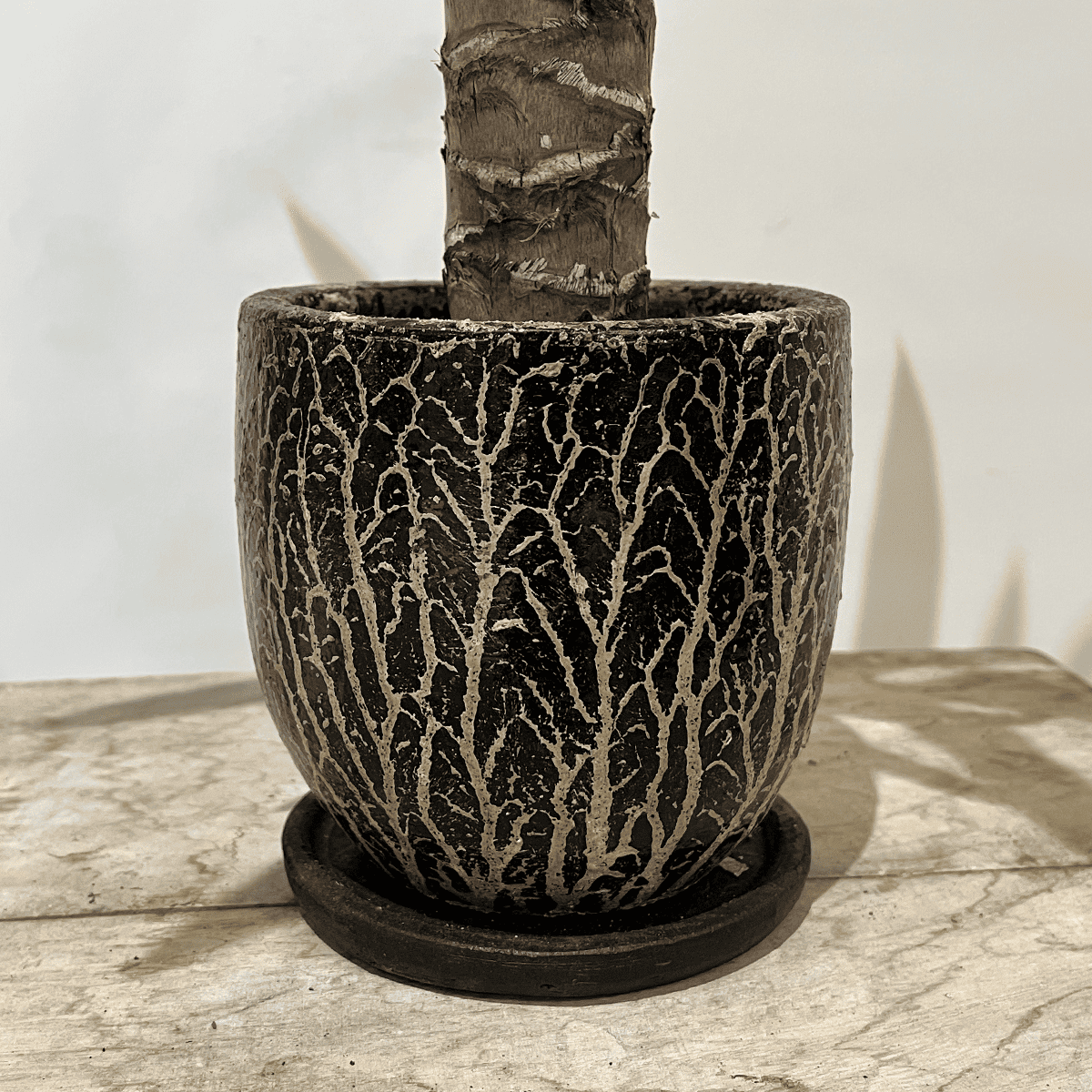 【ユッカ】観葉植物 (陶器鉢付き)