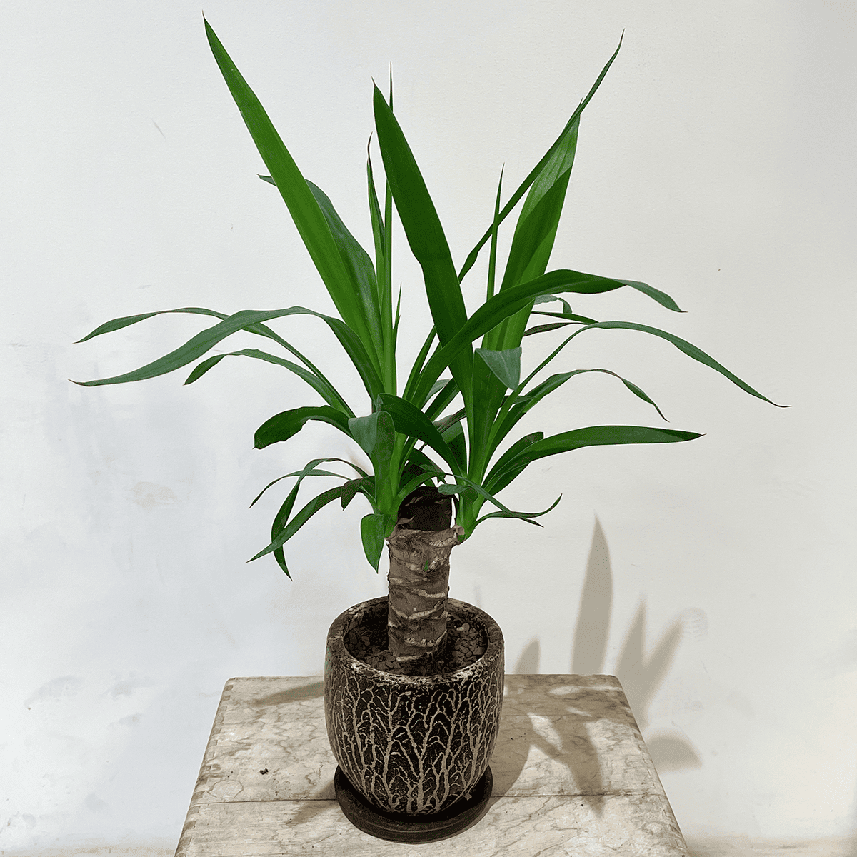 ユッカ 観葉植物（高さ鉢含め約200cm ※値下げ交渉承ります。運を高める縁起の良い植物です） 観葉植物 ユッカ 6号 ノーマル プラスチック鉢 | 観葉植物ならHitoHana