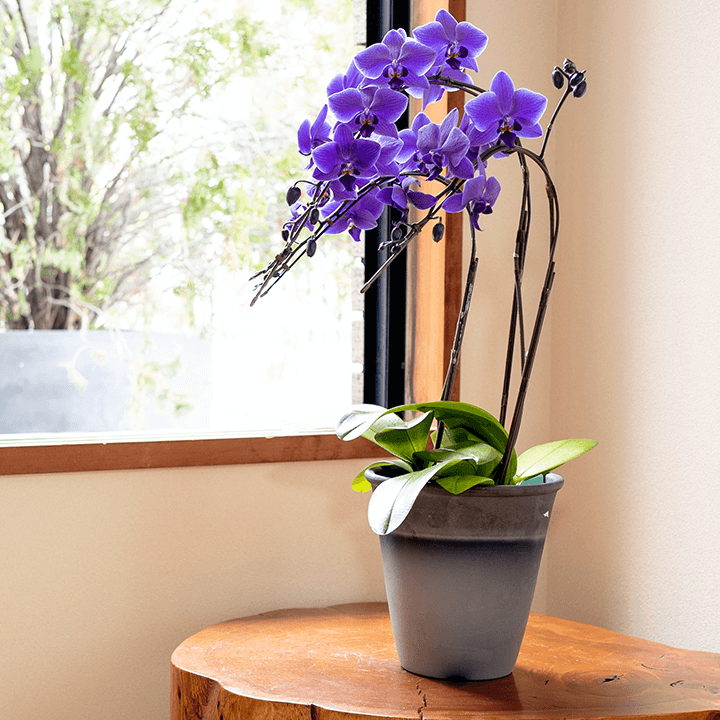 【ミディ胡蝶蘭】 世界初の青色コチョウラン|ブルージーン(BLUE GENE®)|胡蝶蘭の通販|花の通販04