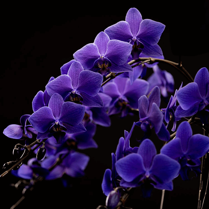 【ミディ胡蝶蘭】 世界初の青色コチョウラン|ブルージーン(BLUE GENE®)|胡蝶蘭の通販|花の通販03