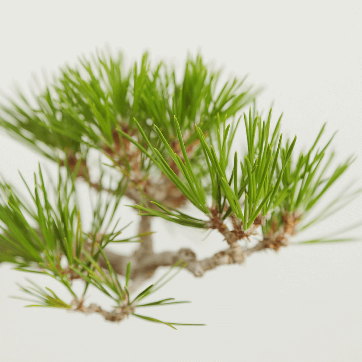 【ミニ盆栽】信楽焼に植えこんだ松の盆栽06