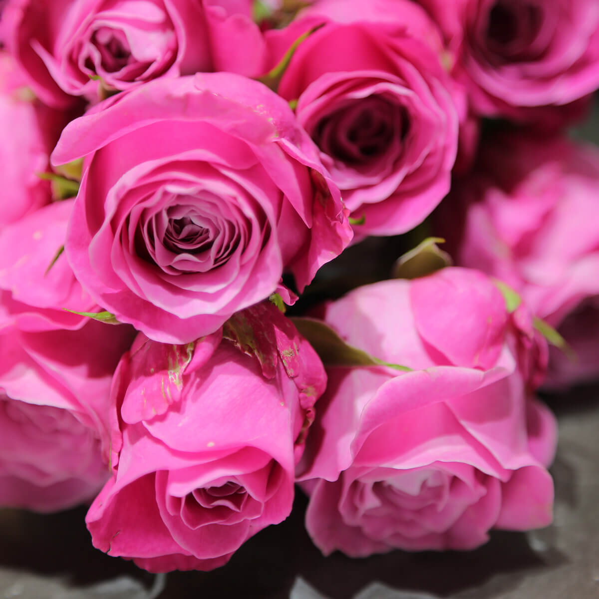 【いい夫婦の日】12本のバラの花束「ダーズンローズ」（ピンク／赤）｜プレゼント用｜花屋の通販｜誕生日／結婚記念日などフラワーギフト08