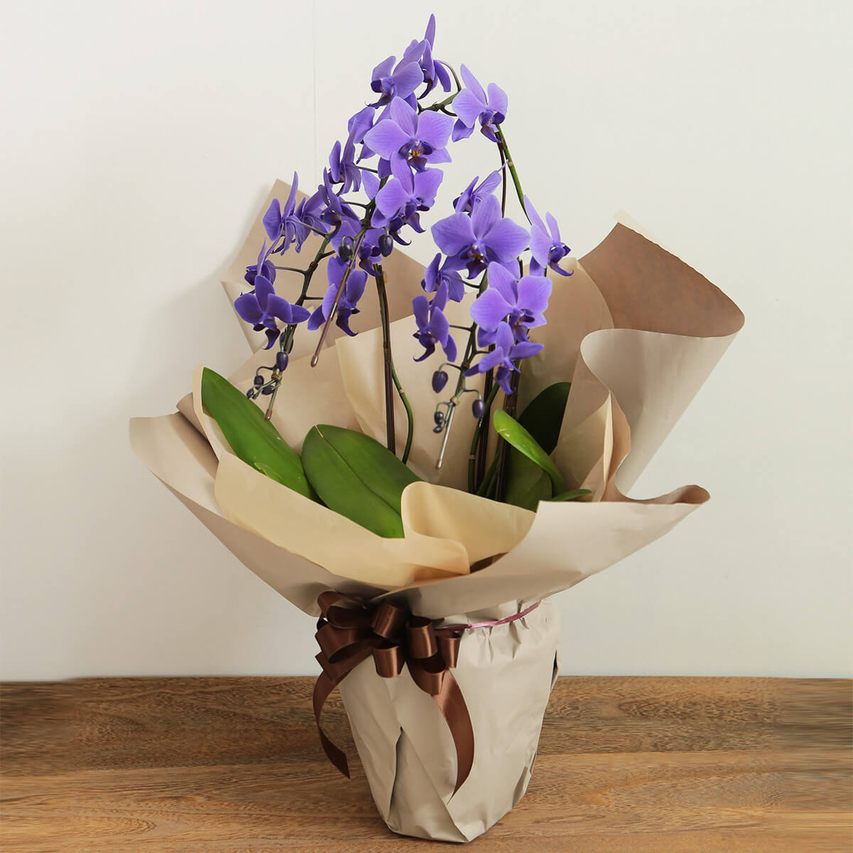 【ミディ胡蝶蘭】 世界初の青色コチョウラン|ブルージーン(BLUE GENE®)|胡蝶蘭の通販|花の通販05