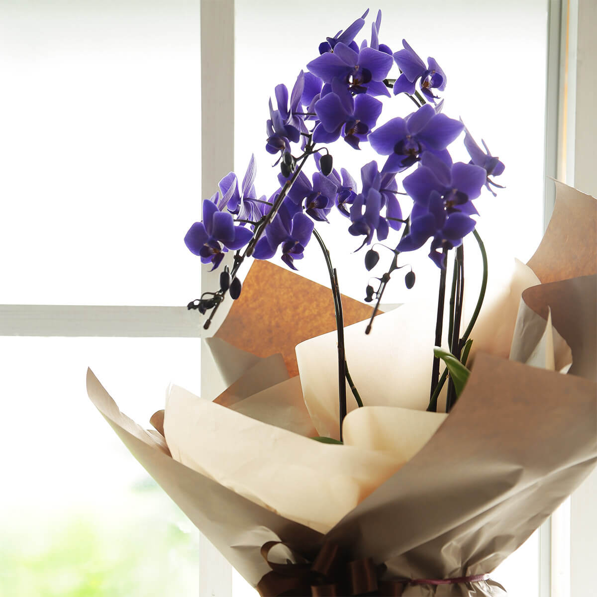 【ミディ胡蝶蘭】 世界初の青色コチョウラン|ブルージーン(BLUE GENE®)|胡蝶蘭の通販|花の通販06