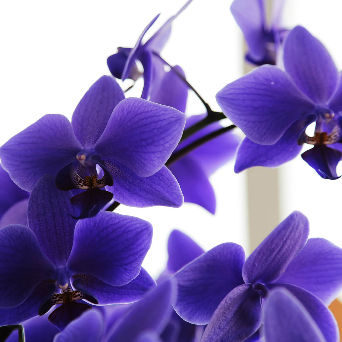 【ミディ胡蝶蘭】 世界初の青色コチョウラン|ブルージーン(BLUE GENE®)|胡蝶蘭の通販|花の通販07