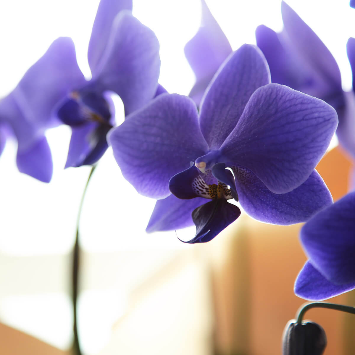 【ミディ胡蝶蘭】 世界初の青色コチョウラン|ブルージーン(BLUE GENE®)|胡蝶蘭の通販|花の通販08