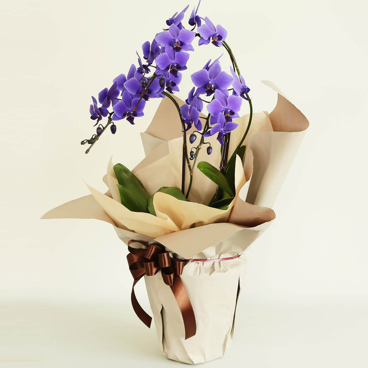 【ミディ胡蝶蘭】 世界初の青色コチョウラン|ブルージーン(BLUE GENE®)|胡蝶蘭の通販|花の通販09