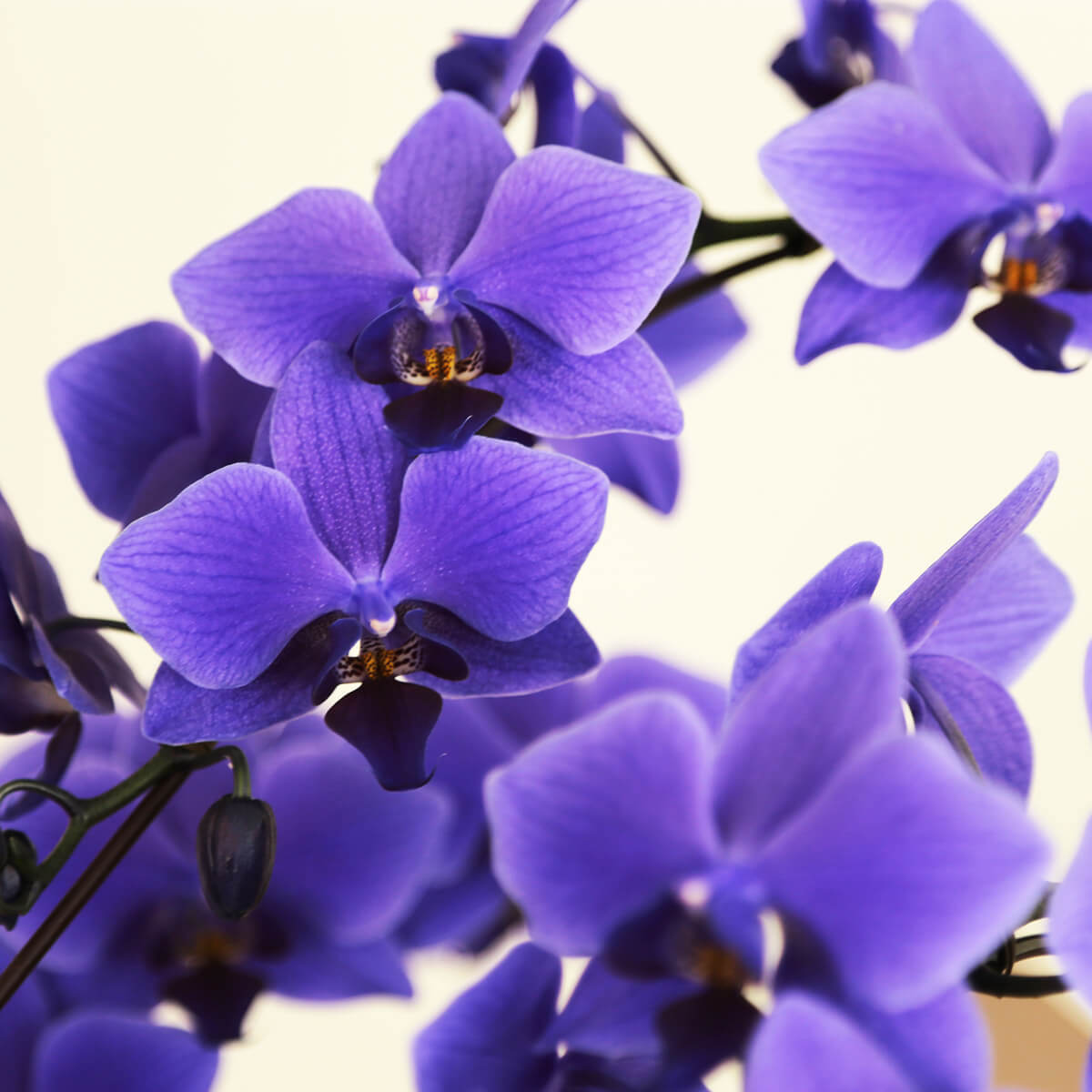 【ミディ胡蝶蘭】 世界初の青色コチョウラン|ブルージーン(BLUE GENE®)|胡蝶蘭の通販|花の通販10