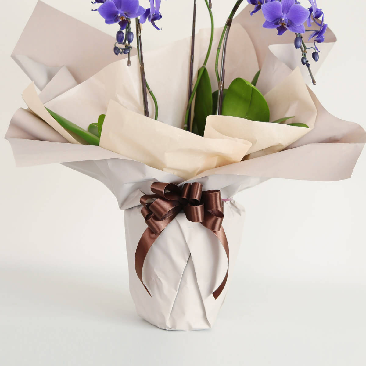 【ミディ胡蝶蘭】 世界初の青色コチョウラン|ブルージーン(BLUE GENE®)|胡蝶蘭の通販|花の通販12