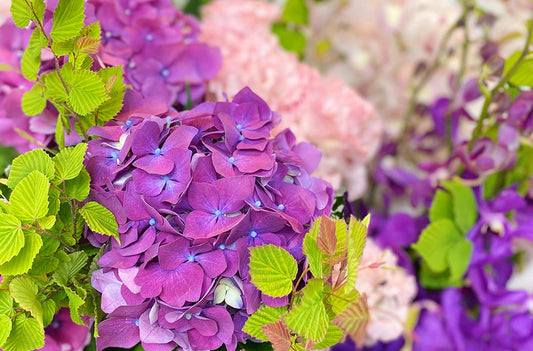 実は奥深い！あじさい（紫陽花）の魅力を徹底解説