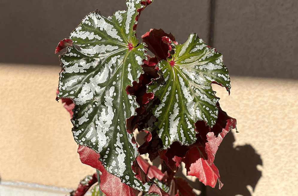 リアル観葉植物栽培記#38 「ベゴニア アリスN」