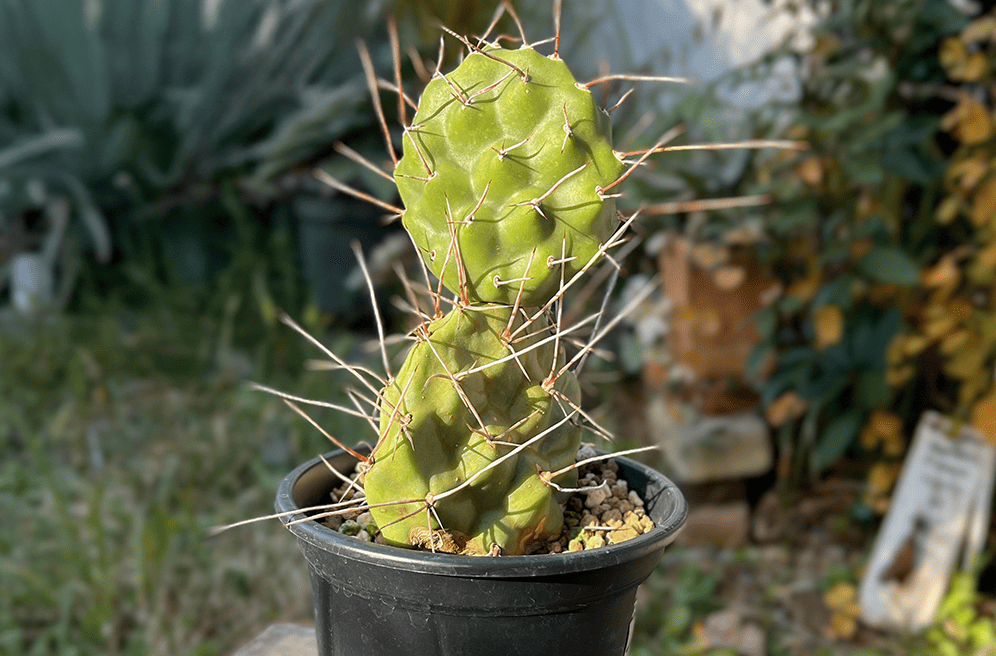 リアル観葉植物栽培記#42 オプンチア サルフレア アパッチ