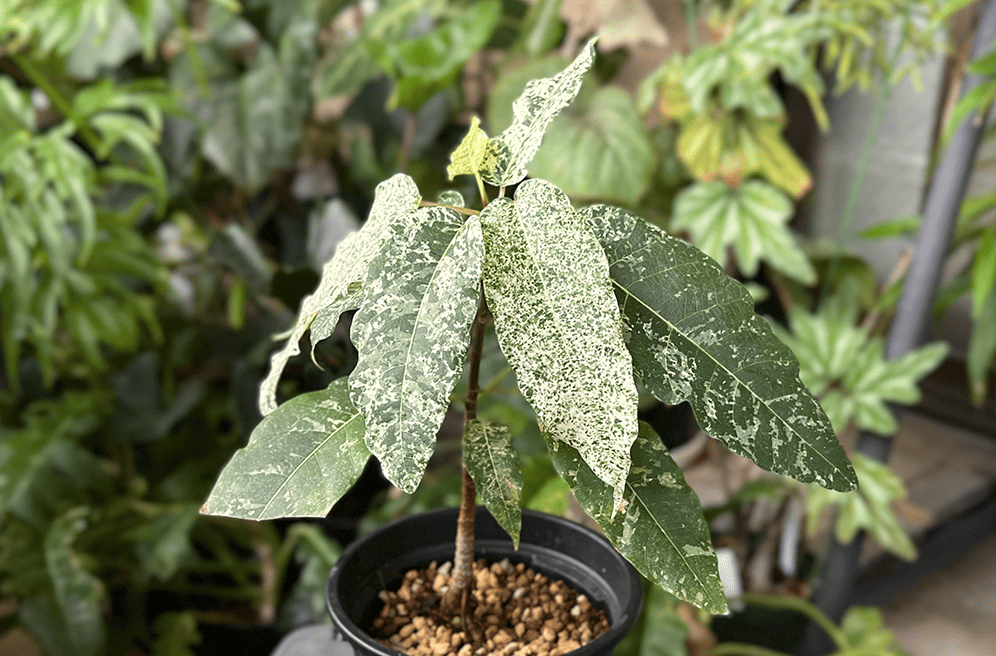 リアル観葉植物栽培記#32 「フィカス アスペラ パーセリー」