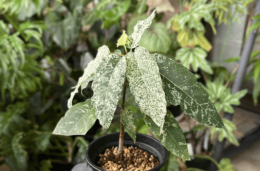 リアル観葉植物栽培記#32 「フィカス アスペラ パーセリー」