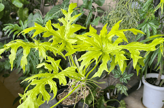 リアル観葉植物栽培記#35 「フィロデンドロン ワルセウィッチー フラバム(オーレア)」