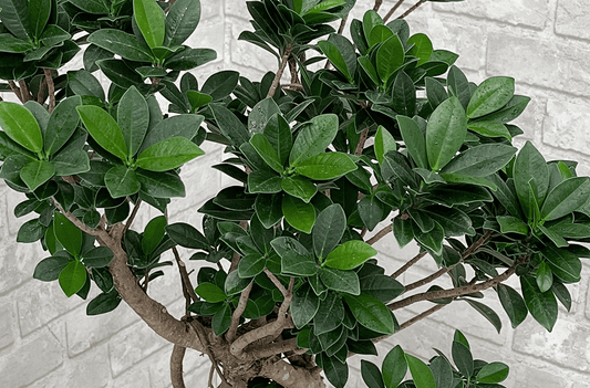 【ガジュマルの育て方】「多幸の木」を元気に育てるコツ！水やり・置き場所・剪定まで徹底解説