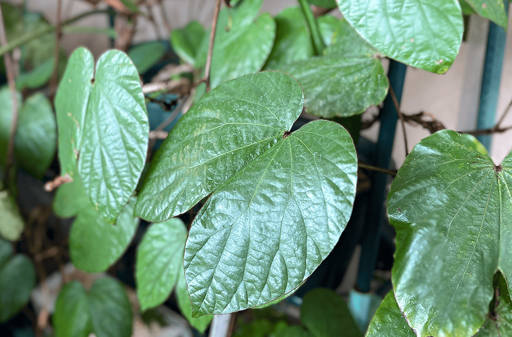 リアル観葉植物栽培記#26 「バウヒニア アウレイフォリア」
