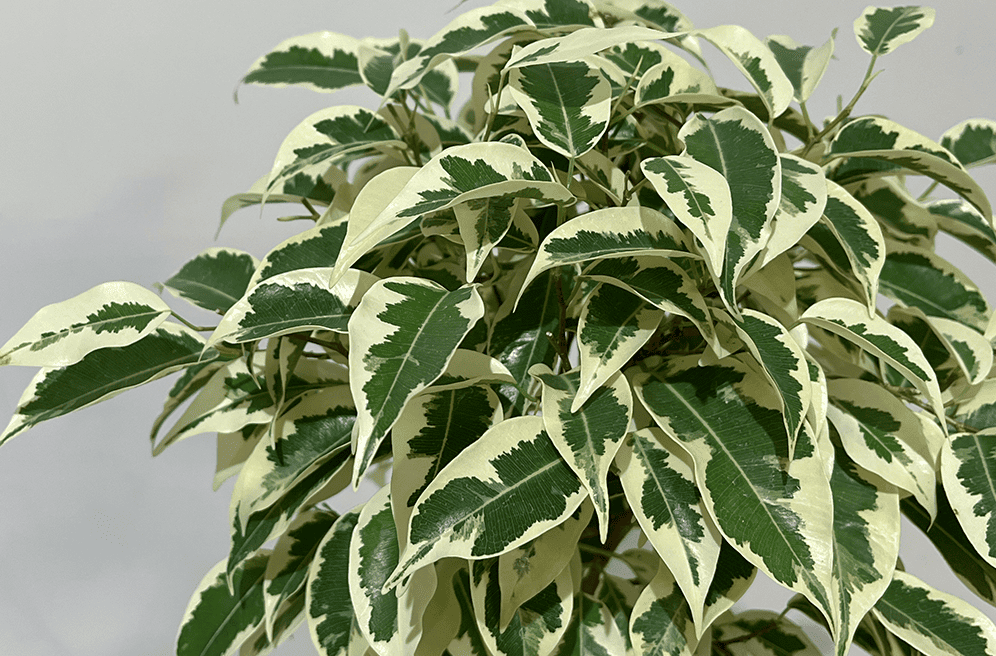 ベンジャミンの育て方｜初心者でも失敗しない基本と美しく育てるコツ