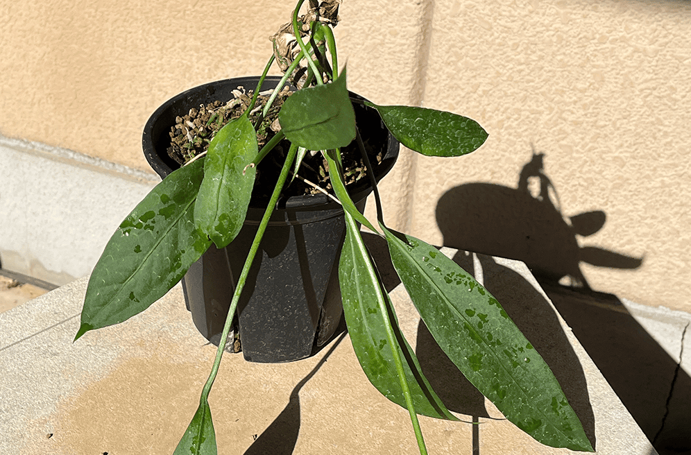 リアル観葉植物栽培記#39 「アンスリウム ビッタリフォリウム」