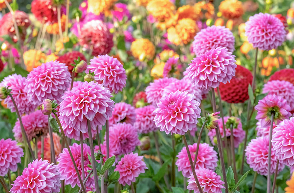 秋を華やかに彩るダリアの魅力