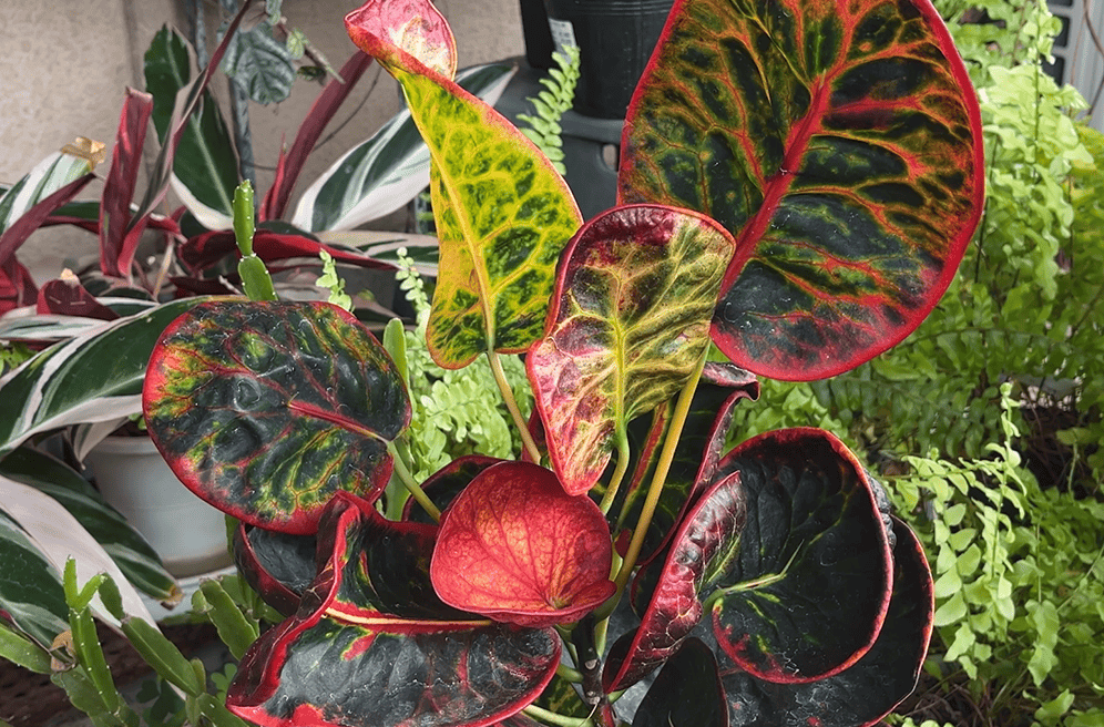 リアル観葉植物栽培記#45 クロトン（丸葉）