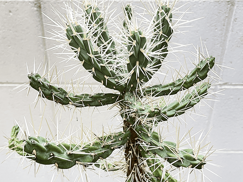 リアル観葉植物栽培記#20 「キリンドロオプンチア・ダビシ―」