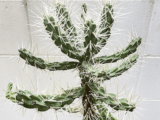 リアル観葉植物栽培記#20 「キリンドロオプンチア・ダビシ―」