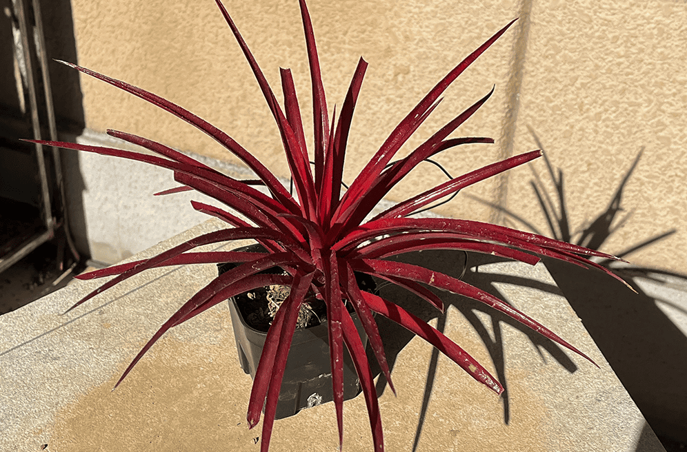 リアル観葉植物栽培記#40 ネオフィタム ライマニイ（ファイヤークラッカー）