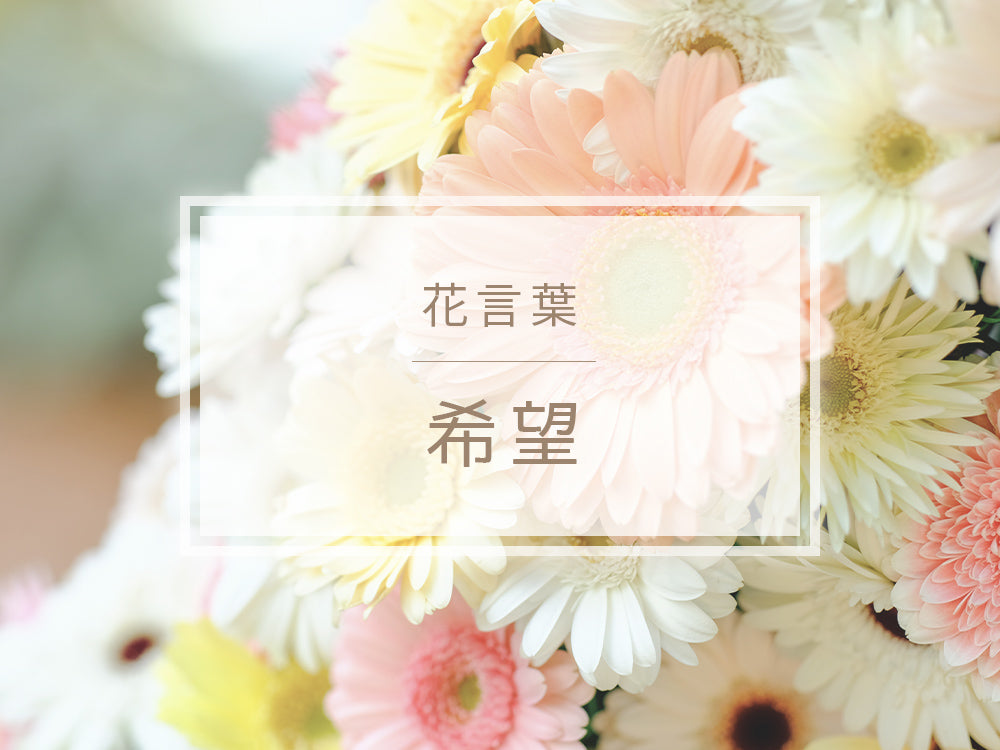 希望」の花言葉を持つ花 – hanna