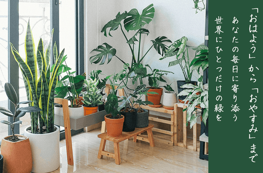 新生活にオススメの観葉植物10選｜インテリアにも、ギフトにも選ばれる「育てやすいグリーン」