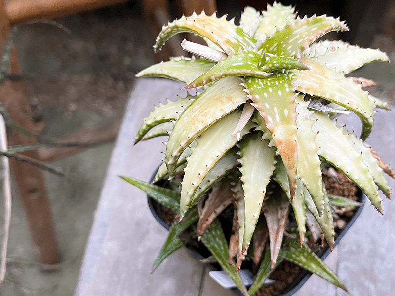 リアル観葉植物栽培記#19 「アロエ・ジュクンダ錦」