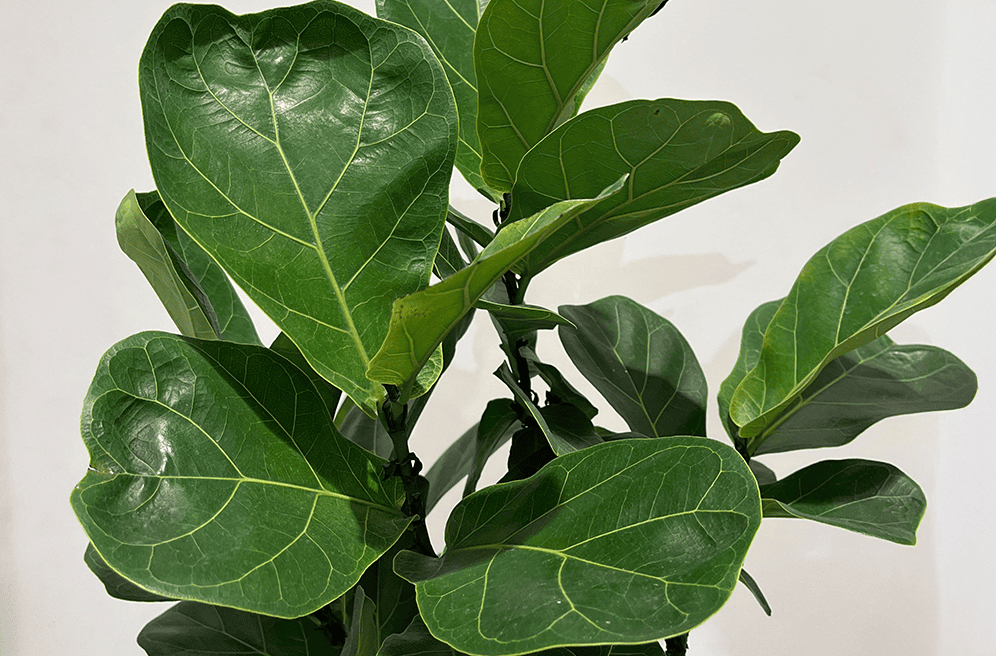 カシワバゴムの育て方｜初心者でも失敗しない基本と美しく育てるコツ