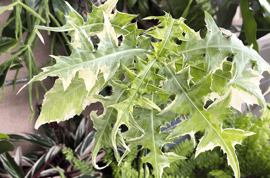 リアル観葉植物栽培記#46 アカンサス モンタヌス フリーリングセンセーション