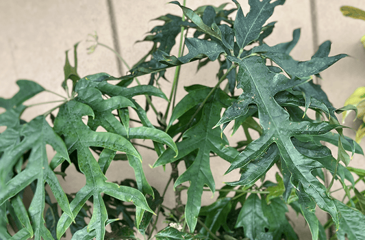 リアル観葉植物栽培記#27 「シェフレラ・ノバ」