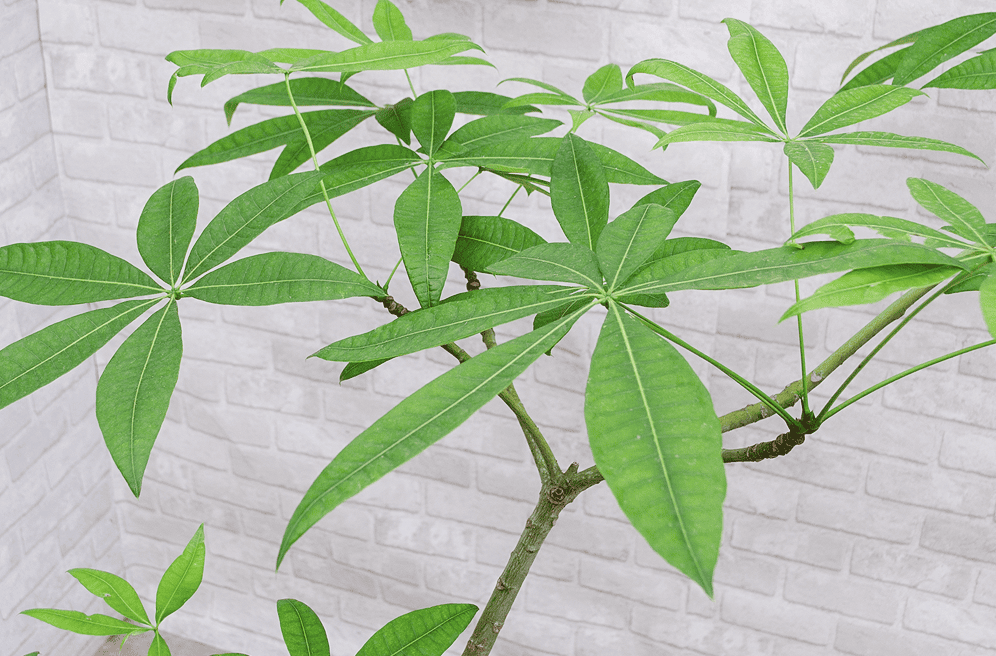 パキラの育て方｜初心者でも失敗しない基本と美しく育てるコツ