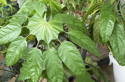 リアル観葉植物栽培記#43 トレベシア パルマ―タ