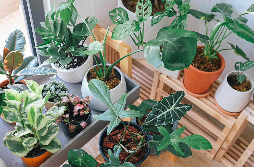 観葉植物の春管理