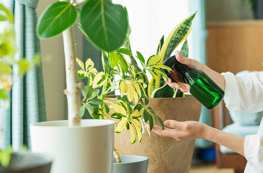 観葉植物の「夏バテ」を防ぐ！トラブル別お手入れガイド