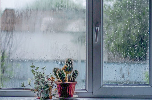 梅雨を快適に過ごすグリーンライフ
